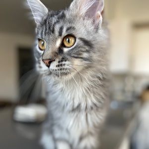 Meet your Posher, Leah